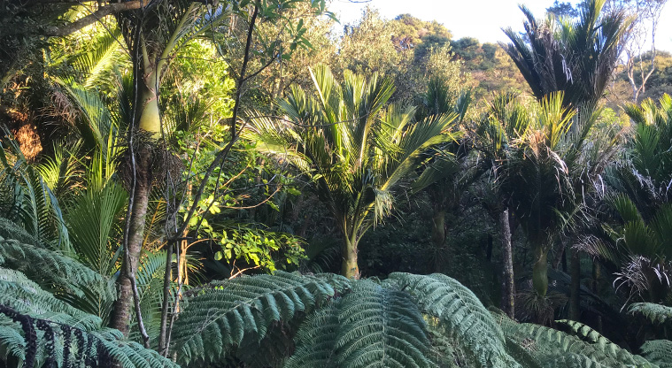 Onetangi Hidden Gems Path