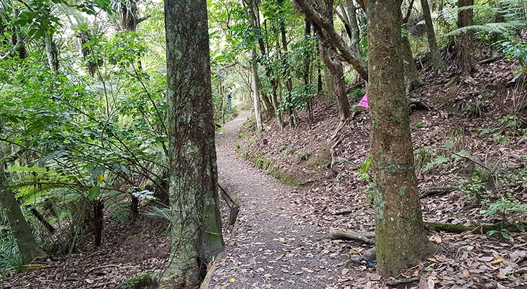 Ōmana Lookout Path - Weave through a short bush section.