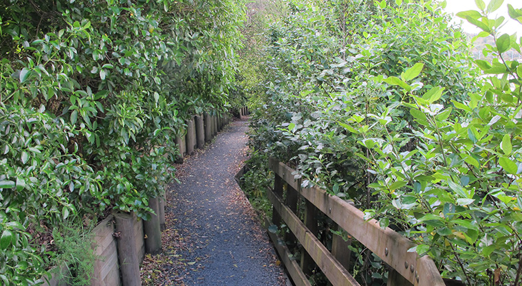 Ōrākei Basin Path - A typical section of path.
