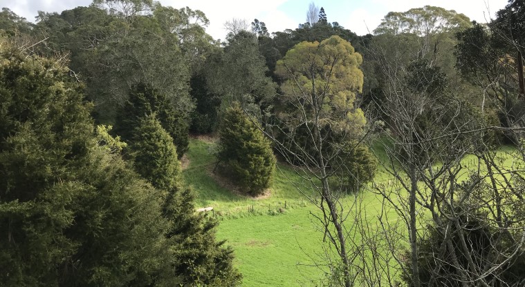 Ōwairaka / Te Ahi-kā-a-Rakataura / Mt Albert Path - View down in to the outer crater of the volcano.