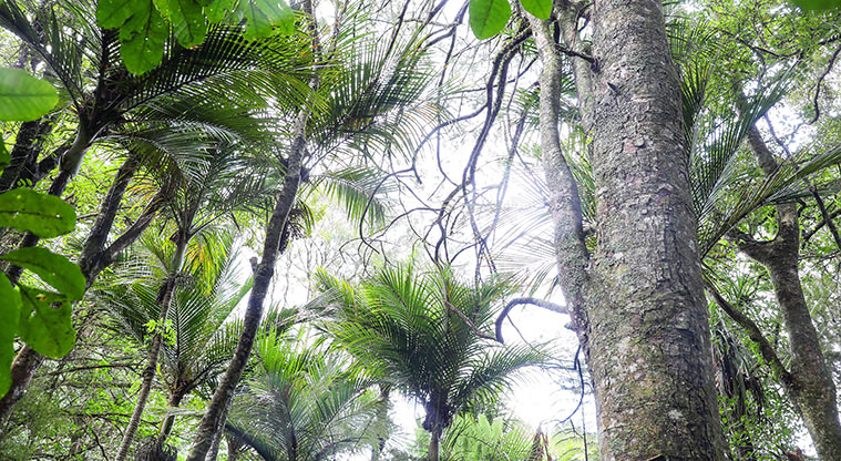 Point View Bush Path
