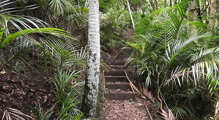 Poukaraka Pā Path - The headland now has lush forest growing up on its slopes. Nīkau is easy to recognise.