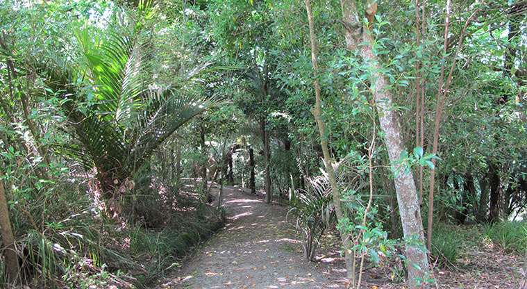 St Johns Bush Path - Path running through bush.