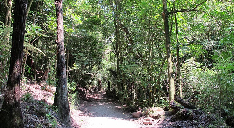 St Johns Bush Path - Great walk through the bush.
