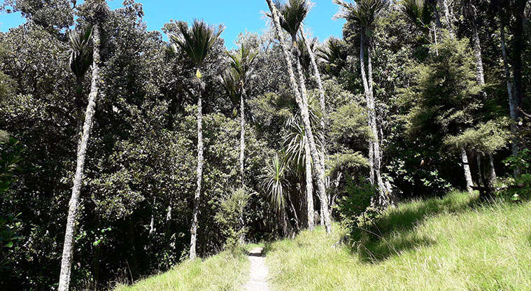 Tāwharanui Ecology Path - Walk out to through a grove of nīkau trees.