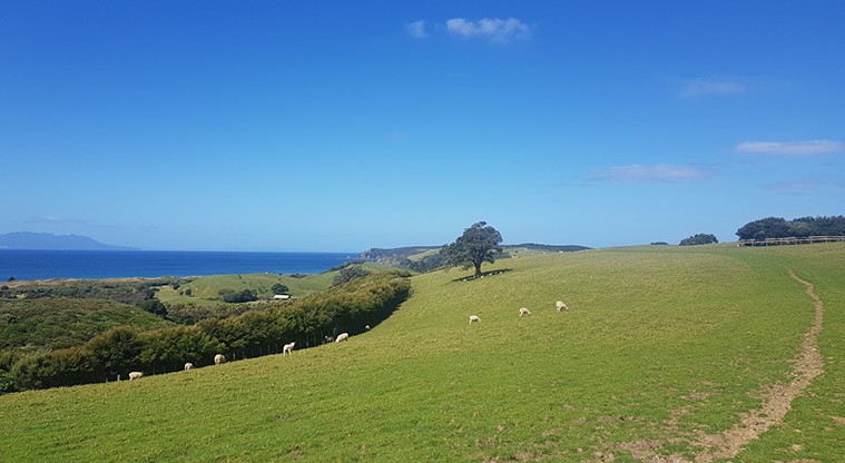 Tāwharanui West End Path - Great elevated views.