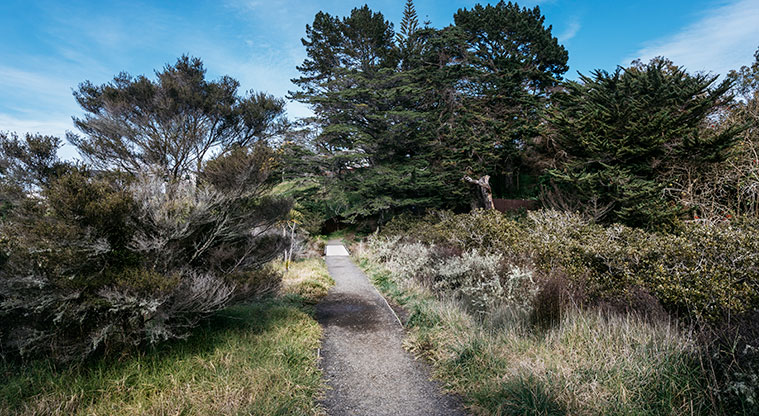 Te Atatu Peninsula North Path - Weave through areas of planting.