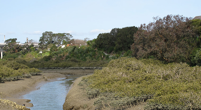 Te Atatu to City Path - Oakley Creek leading into the marine reserve.