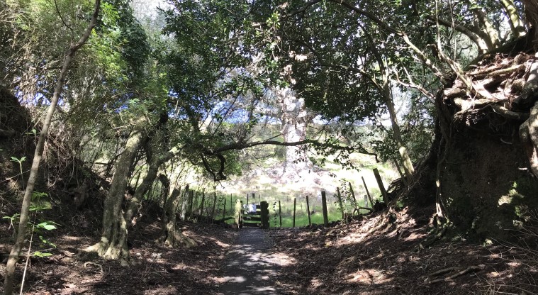 Te Kōpuke / Tītīkōpuke / Mt St John - The gate leading to the crater area with many mature trees. At the gate, head left to go around the crater rim in a clock-wise direction.