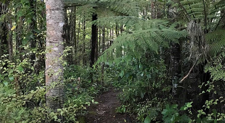 Three Streams Path