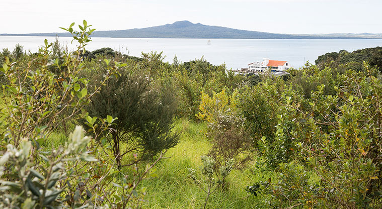 Tamaki Drive Coastal Path - Views to Rangitoto from Whenua Rangatira.