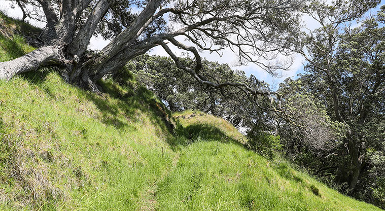 Tāpapakanga Coastal Path - Grass path weaves through pōhutukawa.