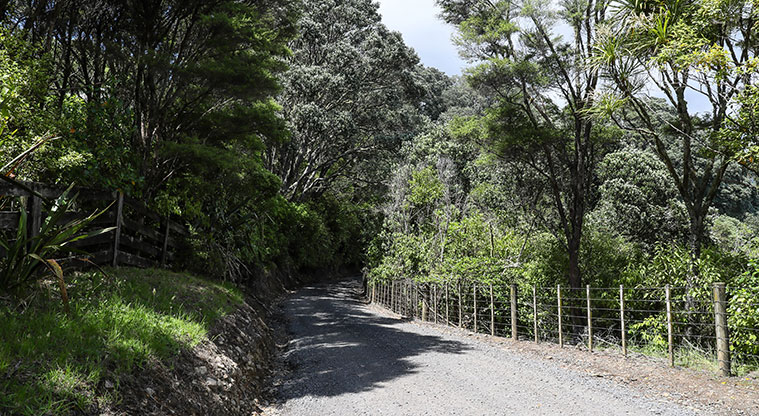Tāpapakanga Coastal Path - Metal road through pockets of bush.