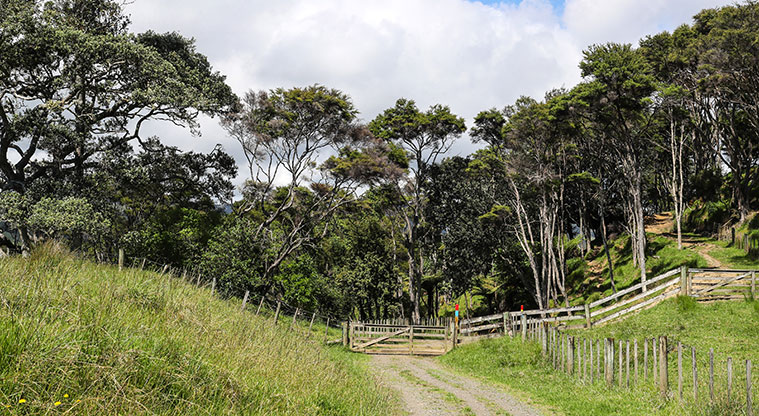 Tāpapakanga Historic Path - Path weaves through small pockets of bush.