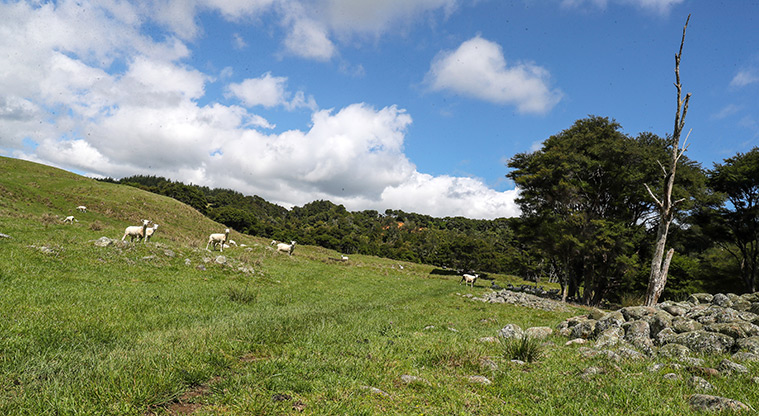Tāpapakanga Historic Path - Path through Māori archaeological landscape.