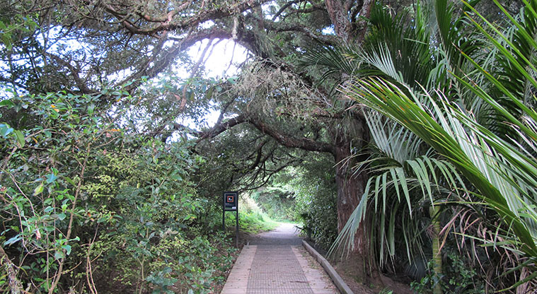 Totara Puhinui Creek Path - Bridge over Puhinui Creek.