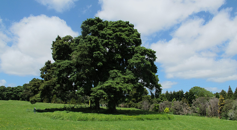 Tōtara Puhinui Creek Path