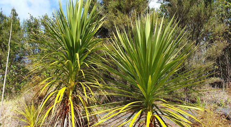 Unsworth to Rosedale Path - Tī kōuka/cabbage trees.