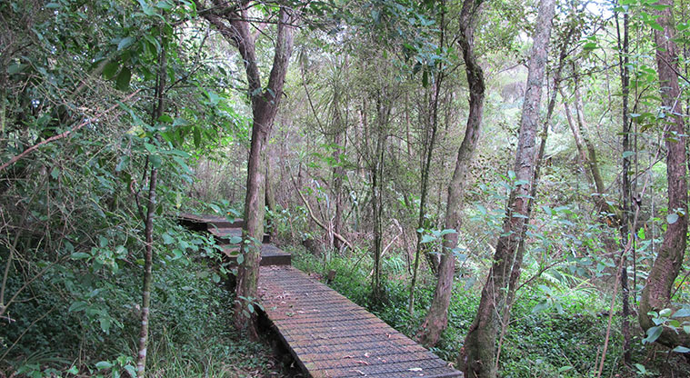 Witheford Reserve Path - Path consists of gravel and boardwalk sections.