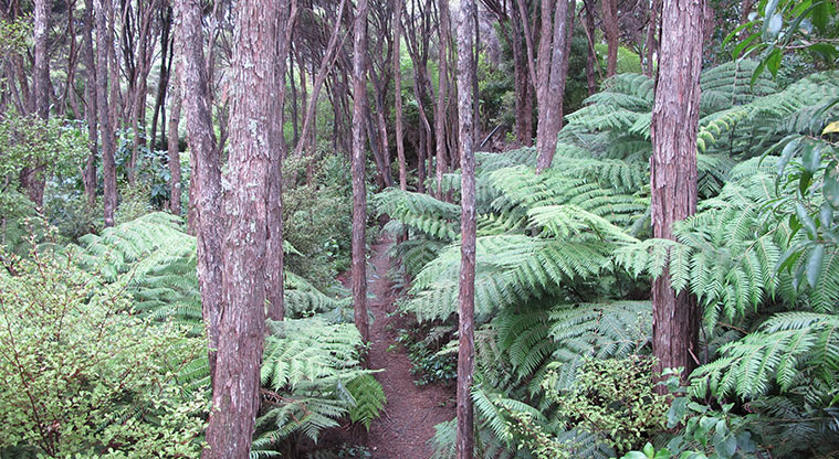 Witheford Reserve Path
